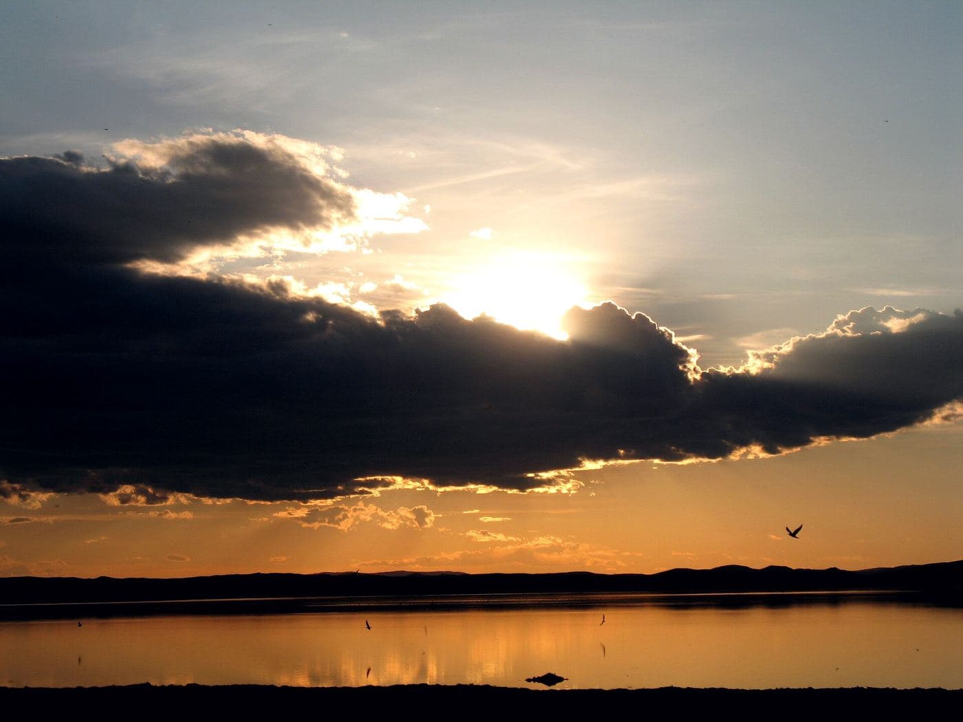 Waterfowl accounting, Ogij-Nuur Lake, Mongolia