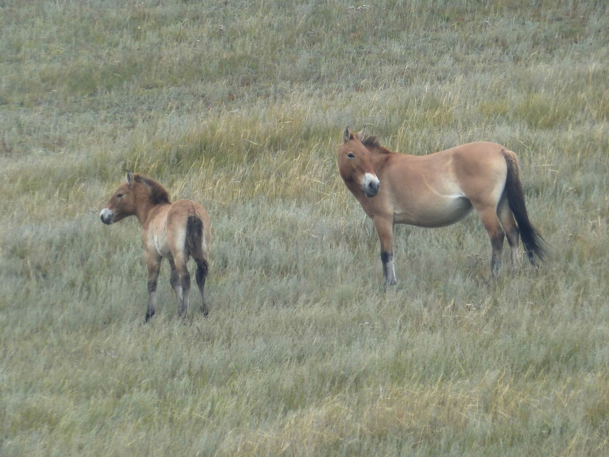 Przewalski's horse (Equus przewalskii) Khustain Nuruu National Park, Mongolia